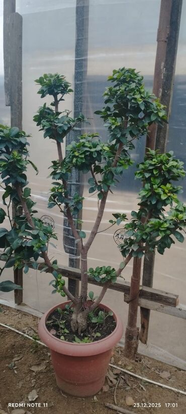 Otaq bitkiləri: Qablı dekorativ bitkilər - Portulacaria afra (fil qulağı/spekboom) – — 7