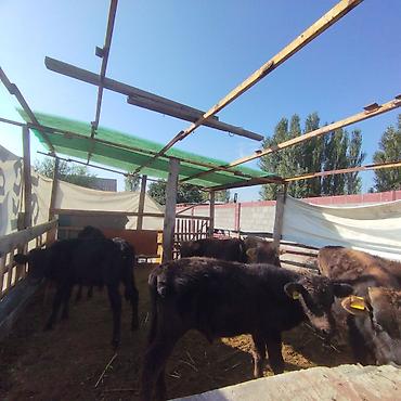 ЭРКЕК ТОРПОКТОР САТЫЛАТ цена в круг договорная. местные ходяки