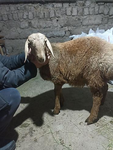 Баран, овца: Продаю | Баран (самец) | Арашан | Для разведения | Племенные — 10