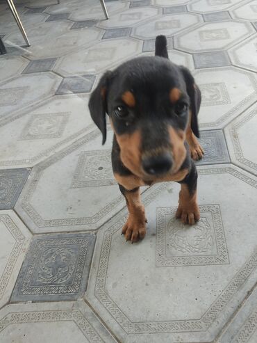 доберман бишкек: Doberman, 1 ay, Erkek