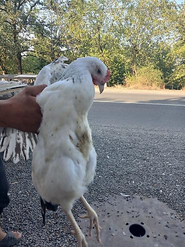 попугай ара цена: Damazlıq Kənd Serebrist Fərələri Xoruzları Salamlar Gününüz Uğurlu — 5