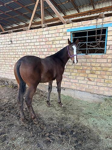 Лошади, кони: Продаю | Жеребенок | Конный спорт — 5