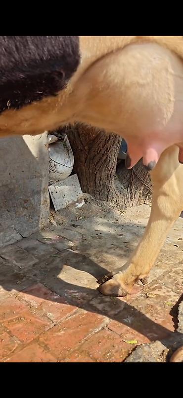 Inəklər, öküzlər: Holşteyn (qara-ağ) inək – buzovla birlikdə - Cins: Holşteyn, qara-ağ -da lalafo.az — 13 Inəklər, öküzlər: Holşteyn (qara-ağ) inək – buzovla birlikdə - Cins: Holşteyn, qara-ağ — 13