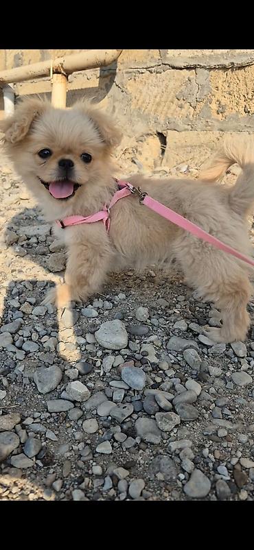 pekines satisi: Pekines, 4 ay, Dişi, Ünvandan götürmə — 5