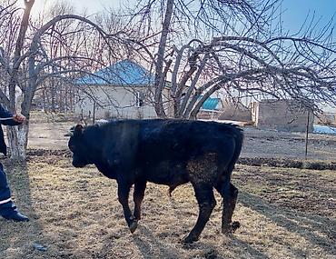 бойка ат фото: Продаю | Бык (самец) | На откорм | Привязанные — 2