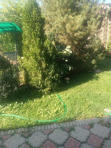 кара кленка: Продам дерево ореха. Одно маленькое 1000с. второе больше 3000. Но надо — 2