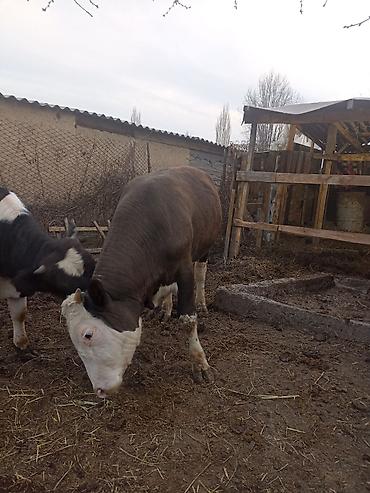 Коровы, быки: Продаю | Бык (самец) | На откорм — 8