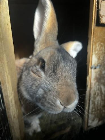 Кролики: Продаю | Крольчиха (самка), Кролик самец, Крольчата | Для разведения — 21