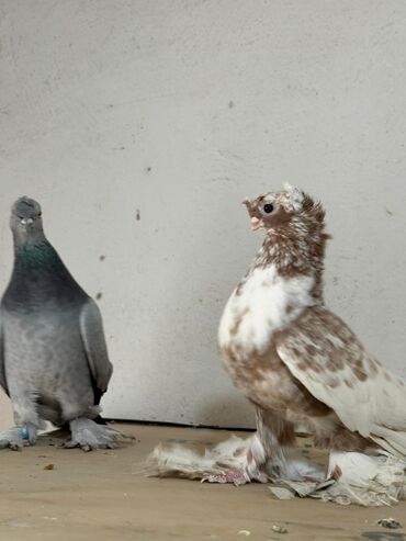 птица голуби: На продажу голуби