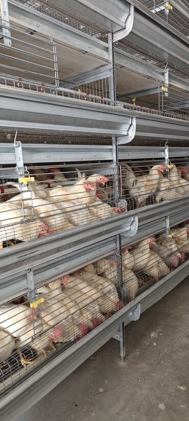 продам ячмень оптом: Птицы