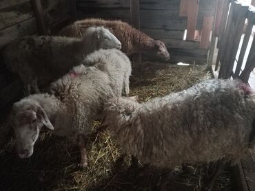 Qoyunlar, qoçlar: Diqqətlə oxu sonra zəng elə! 4 ədəd qoyun satılır! 3 ədəd qoyun — 8