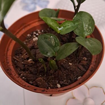 püste ağacı: Qazancıq bitkisi (Zamioculcas zamiifolia) kiçik qəhvəyi qabda. Bu