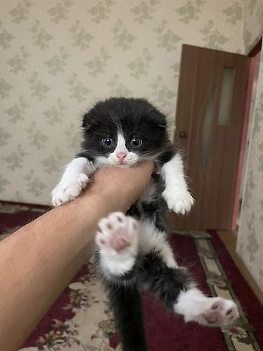 Мышыктар: Котята с вислыми ушками, домашние. Окрас разный: - черно-белые — 4