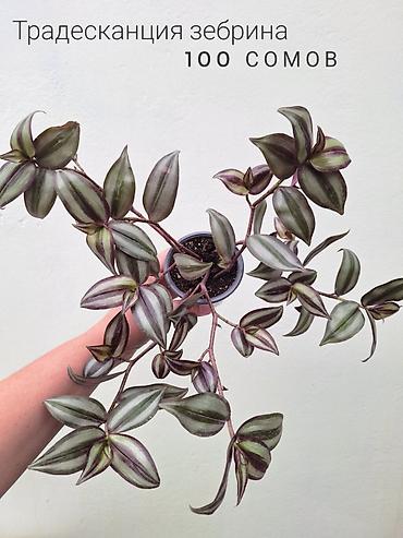 Комнатные растения: 💚 Комнатные растения (детки/молодые растения). 🪴 Названия и цены — 6