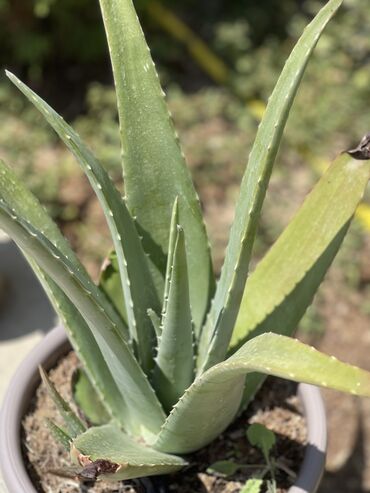 Ağaclar: Esl aloe vera.Derman ve kosmetikada istifade olunur