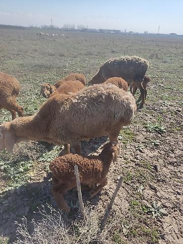 Баран, овца: Продаю | Овца (самка) | Арашан — 2