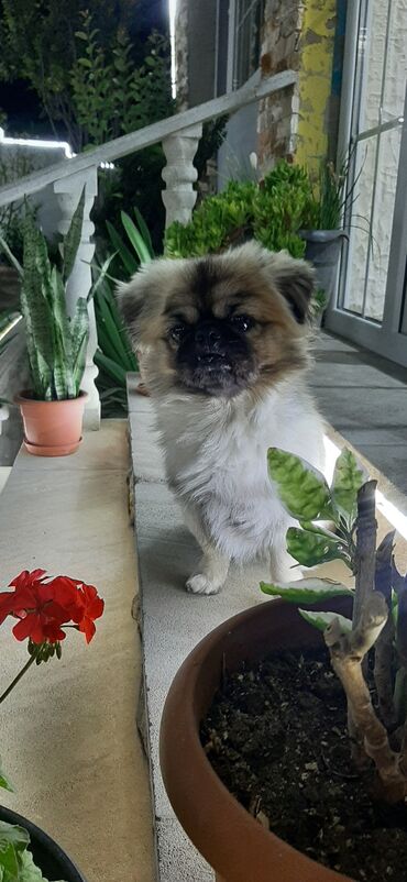 afcarka balasi erkey: Pekines, 2 il, Erkek, Cütləşmə üçün, Pulsuz çatdırılma