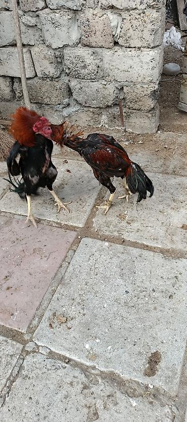 at satisi qiymetleri: Heyrati ailəsi satılır. tam sağlam heyvanlardı xoruz 70 manat fereler — 8