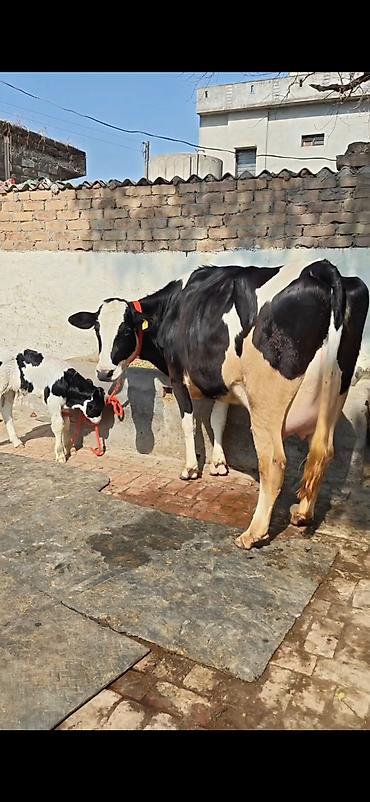 Inəklər, öküzlər: Holşteyn (qara-ağ) inək – buzovla birlikdə - Cins: Holşteyn, qara-ağ -da lalafo.az — 5 Inəklər, öküzlər: Holşteyn (qara-ağ) inək – buzovla birlikdə - Cins: Holşteyn, qara-ağ — 5