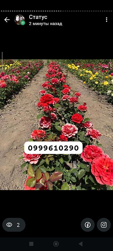 Rose saplings: Саженцы роз в контейнерах - Ассортимент садовых роз (разные сорта и — 22