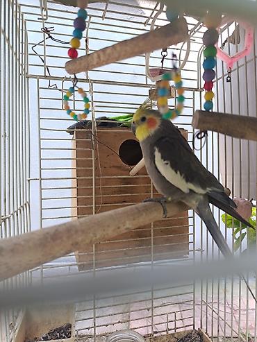 heyvan seksi.com: Nimfa (Cockatiel) tutuquşu – boz rəng, ağ qanad ləkələri, sarı çeper — 4