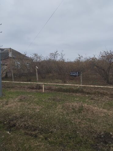 baş zəyzid torpaq: 10 sot, Kupça (Çıxarış)