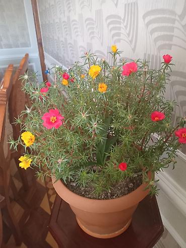 maral buynuzu bitkisi: Saksıdakı canlı Portulaka (moss rose) – çoxrəngli çiçəklər - Növ — 3