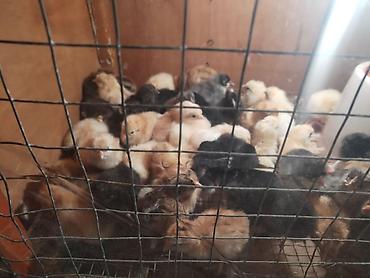 cücə satışı: Сhicks, Для разведения, Самовывоз — 3