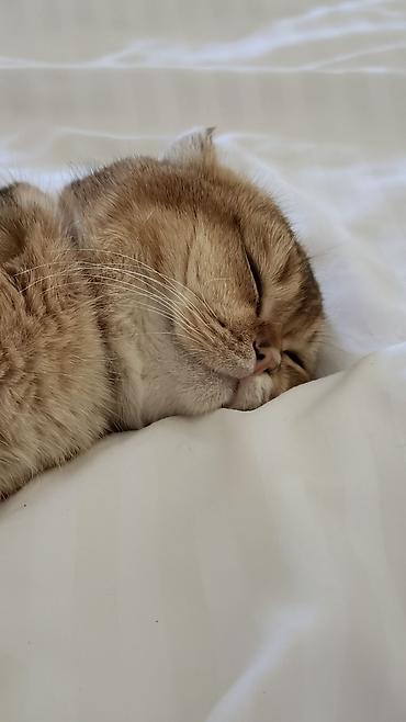 🐱 Продаются две шотландские кошки — Бишкек Ищем любящих и