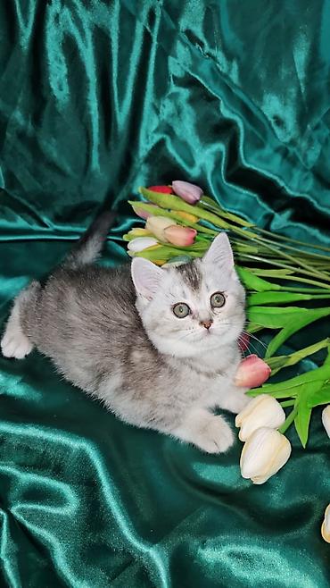 Кошки: Британская, Самка, Самец, В добрые руки, Платная доставка, Самовывоз, Доставка в районы — 3