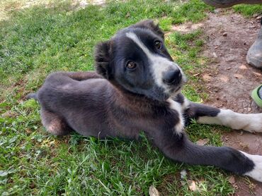 ахотничий собака: Продам щенков Алабая 2месяц 12 дней. Прямой внук по отцу Аракета