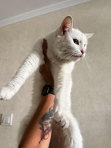 ангора кошка купить: Кошка даром: Ангорская, Мальчик — 5