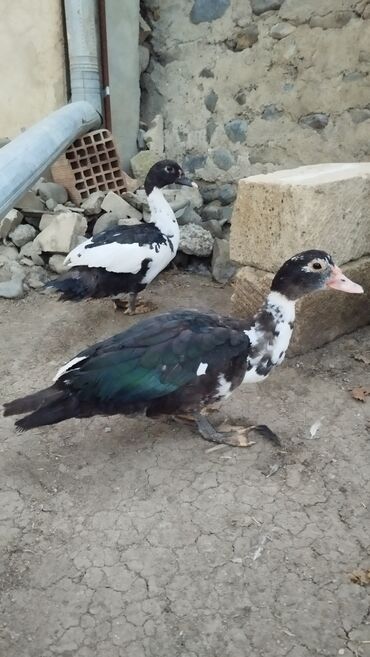 отдам кошку в хорошие руки: Самка, Для разведения, Самовывоз