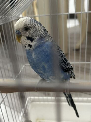 Tutuquşları: Məhsul: Dalmatin naxışlı budgerigar (hullian paraket) – mavi rəng