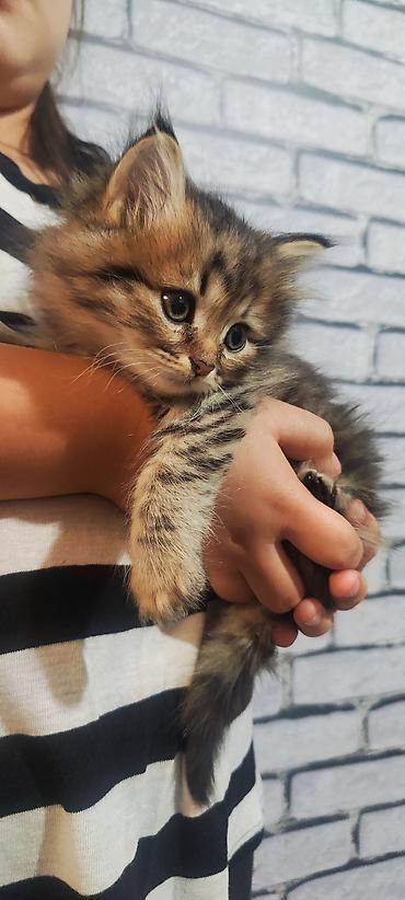 Продажа кошек: Отдам котят в хорошие руки. 3 мальчика 2 девочки. Котята домашние не — 1