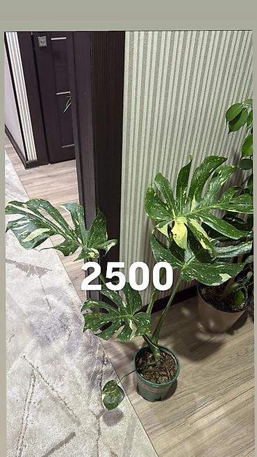 Другие комнатные растения: Комнатные цветы, цены написаны на фото — 6