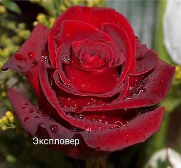 садовые розы: Саженцы — 3