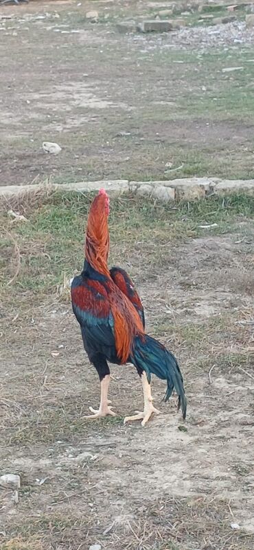 Xoruzlar: Xoruz, Heyratı, il: <1, Ödənişli çatdırılma — 14