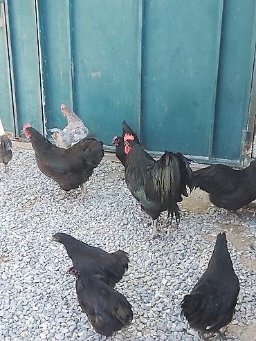 ucuz quslar: Salam. Avstrolop mayali yumurtaları. Sifariş qəbul olunur. Ünvan Binə — 4
