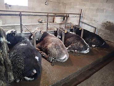 Коровы, быки: Продаю | Бык (самец) at lalafo.kg — 4 Коровы, быки: Продаю | Бык (самец) — 4