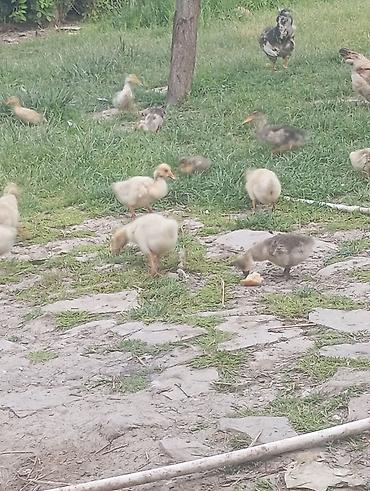 heyvanlar və balaları: Qaz balaları 2ayliq ördək balaları 2ayliq.Səkildə gördükləriniz — 4