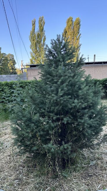 Ёлки: Ели 
Голубые ели — 3