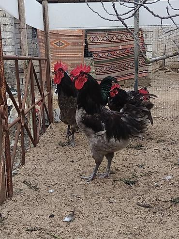 Xoruzlar: Məhsul: Safqan xoruzlar Təsvir:Təmiz qan Alman astralop cins — 22