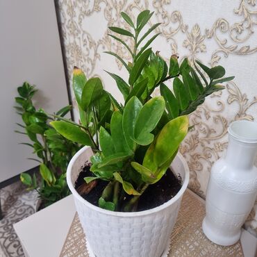 Фикусы: РАСПРОДАЖА ДОМАШНИХ ЦВЕТОВ, СРОЧНО НЕДОРОГО ЦВЕТЫ КОМНАТНЫЕ Продаю — 6