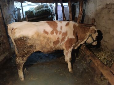 продаю жеребца: Продаю | Тёлка | Швицкая | Для разведения | Искусственник