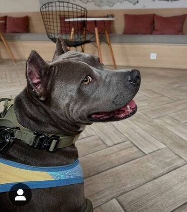 İtlər: Staffordşir bulterier, 2 il, Dişi, Peyvəndli -da lalafo.az — 6 İtlər: Staffordşir bulterier, 2 il, Dişi, Peyvəndli — 6