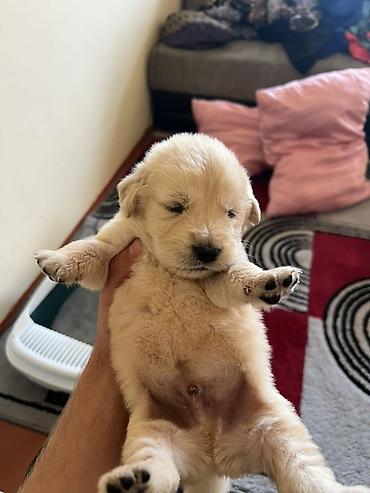 it tasması: Retriever, Erkək, Ödənişli çatdırılma — 1