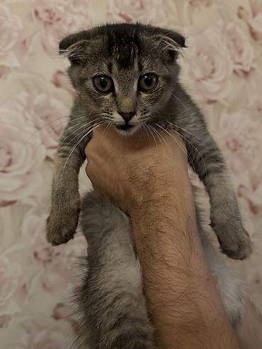 Отдам даром кошку: Кошка даром: Скотиш Фолд (Шотландская вислоухая), 2 месяца, Девочка, Метис — 2