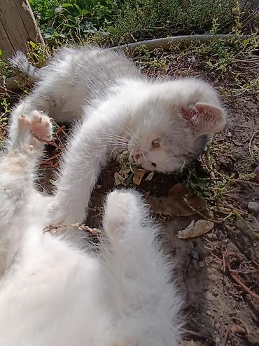 Отдам даром кошку: ❤️Отдам в добрые руки милых и ласковых котят. Окрас черно-белый и — 13