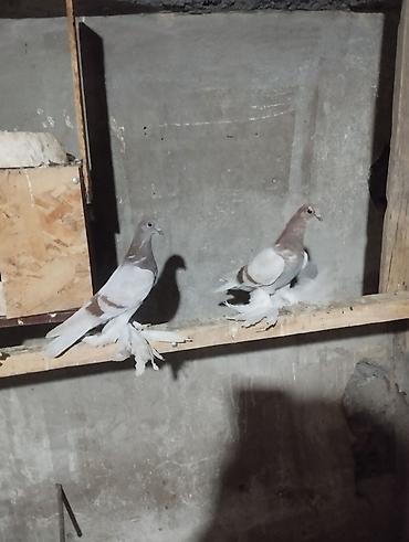 живой корм: Продаю голубей — 1